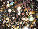 This is a close-up color image of shells on a beach in Ireland.
