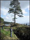 This is an artistic color photo of people standing around a beach area, with a large tree in the center.