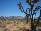 This is a color photo of a Joshua Tree and mountains, in the Joshua Tree National Park in Palm Springs, California.