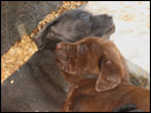 This is a color photo of a chocolate lab and charcoal lab puppy sleeping together at the Wade Nursery, in Elverson, PA.