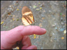 This is a digital photography combination, of a photo of my finger, and one of the butterfly superimposed onto my finger.