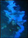 This is a photo of my dad scuba diving, the large man-eating sharks were super-imposed into the background.