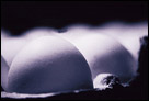 This is a black and white close-up photo of a carton of eggs.