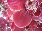 This is a close-up color photo of flowers in Holland, using a close-up macro lense on the camera.