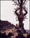 Tree Woman - Here is a digital photo created with three elements, one in Boathouse Row in Philadelphia, one of a tree, and an image of my wife photoshopped to look as if she is growing out of the tree.